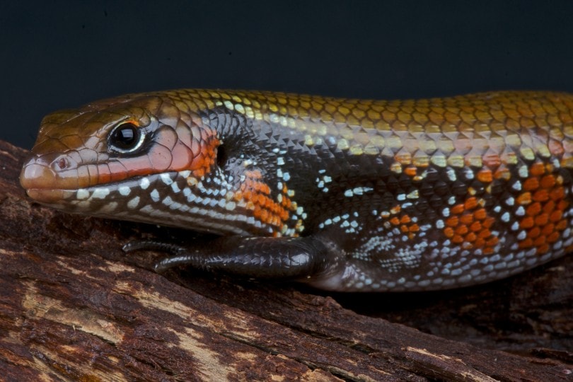 African Fire Skink