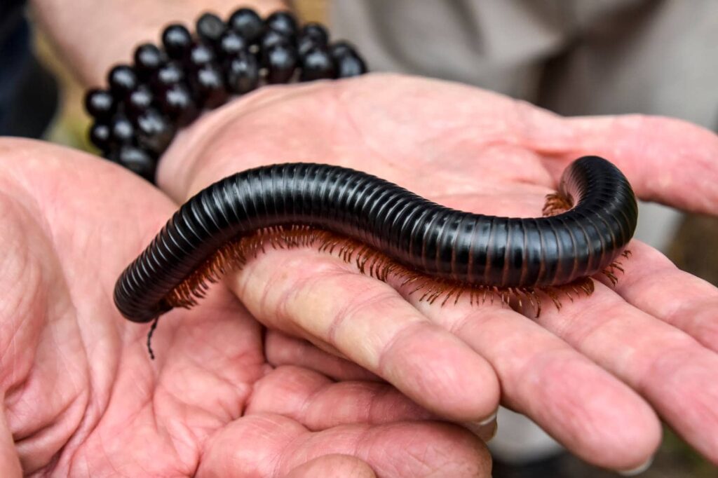 African Giant Black Milipede_Wandel Guides_Shutterstock