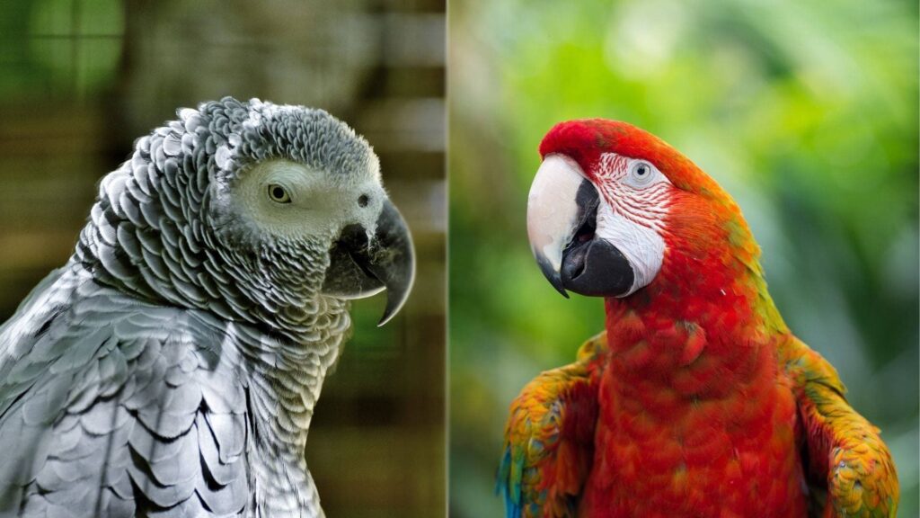African Grey & Macaw-Pixabay (2) (1)