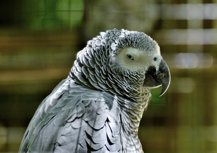 African Grey Parrot