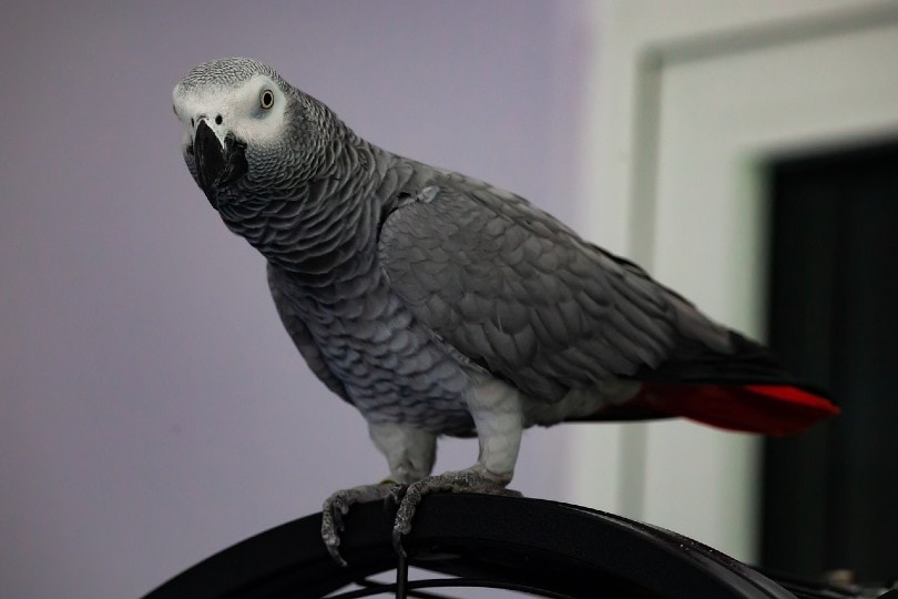 African Grey Parrot