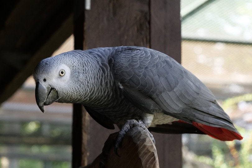 African Grey Parrot by the window