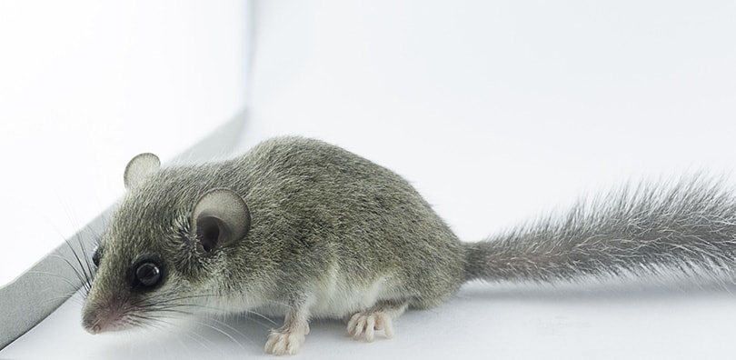 African Pygmy Dormouse standing next to the window