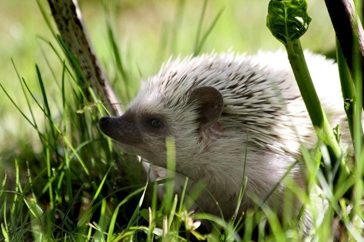 African Pygmy Hedgehog