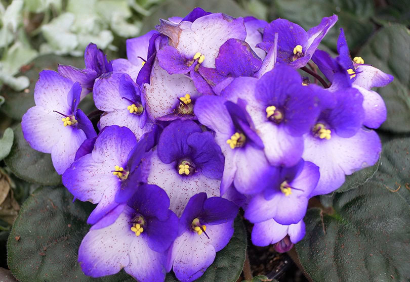 African Violet