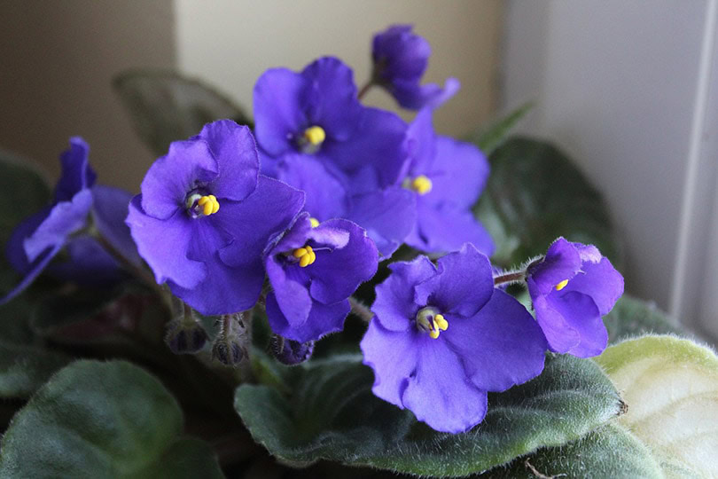 African Violets