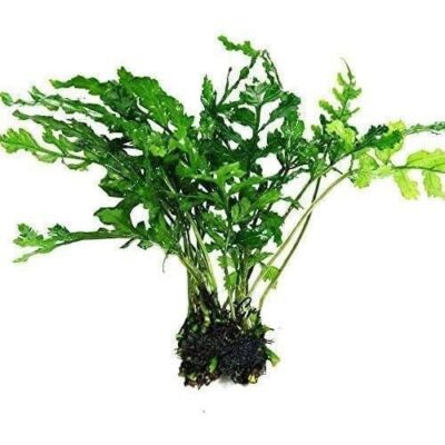 African Water Fern
