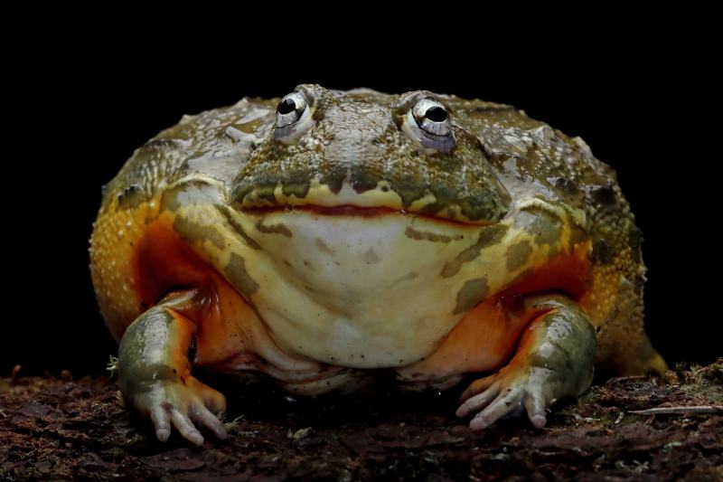 African bullfrog closeup