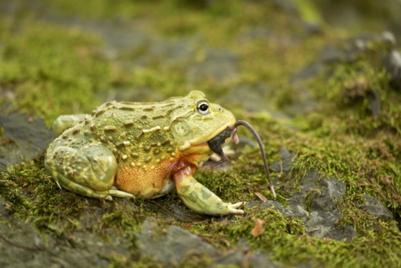 African bullfrog eating a rat
