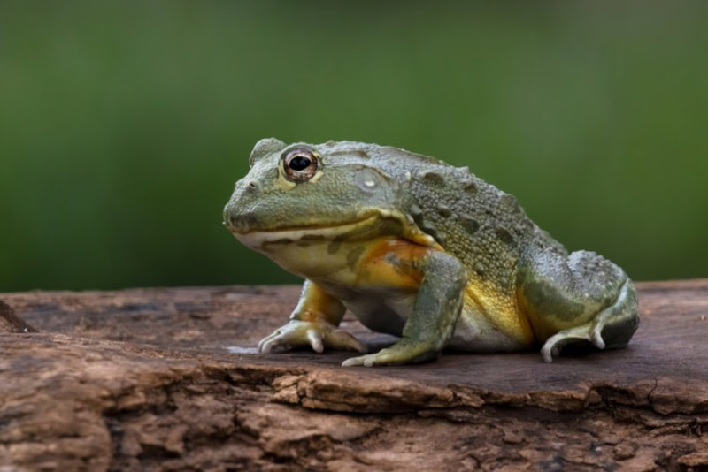 African bullfrog on a dead tree trunk