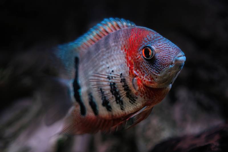 African cichlids (Malawi Peacock) in fish tank