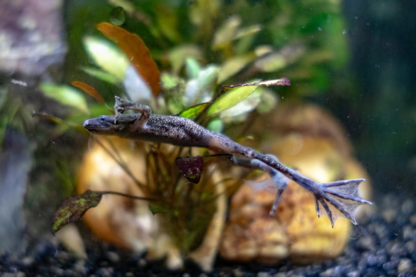 African dwarf frog