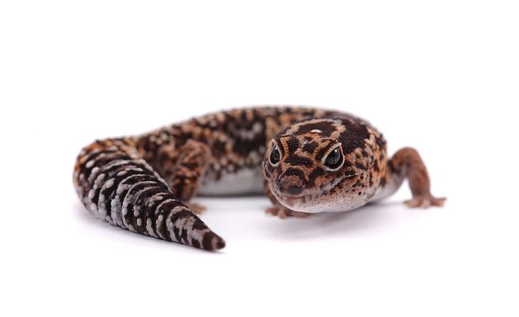 African fat tail gecko