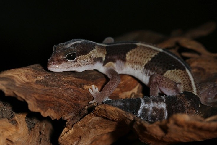 African fat-tailed gecko