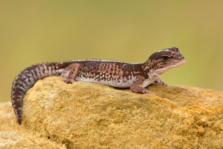 African fat-tailed gecko