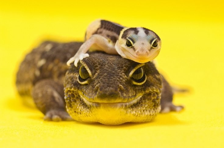 African fat-tailed geckos