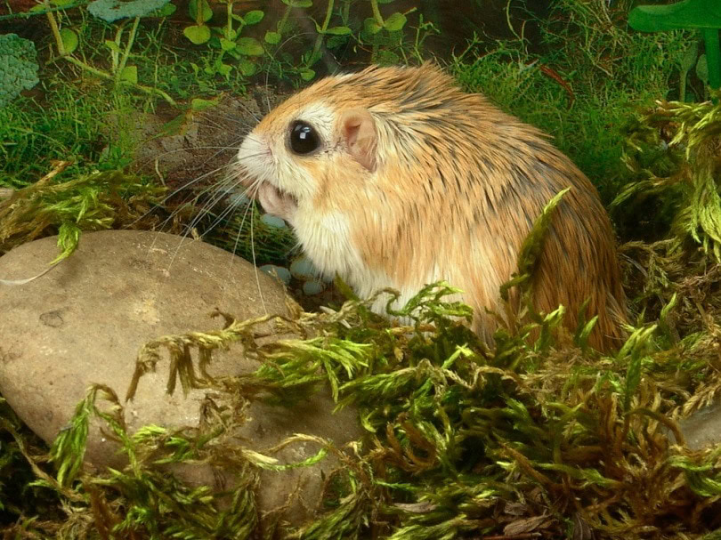 African gerbil Meriones shawi_skifbook_shutterstock