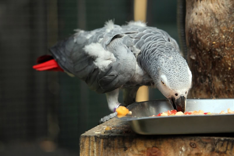 African gray parrot eating