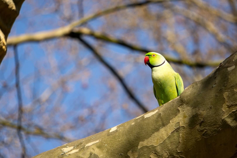 African ring necked parakeet on a tree