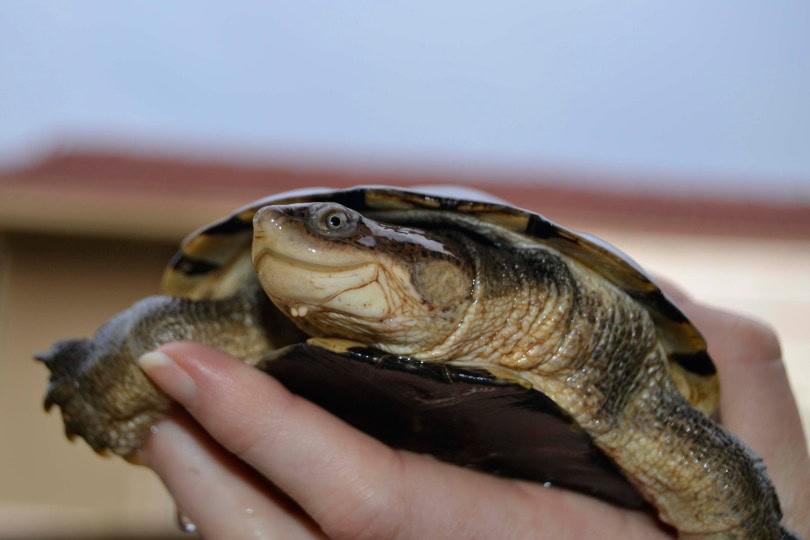 African side neck turtle