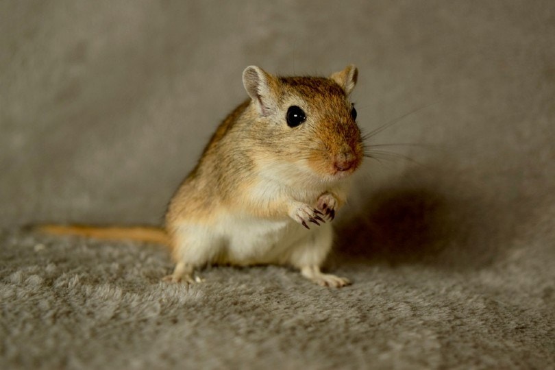 Agouti Gerbil