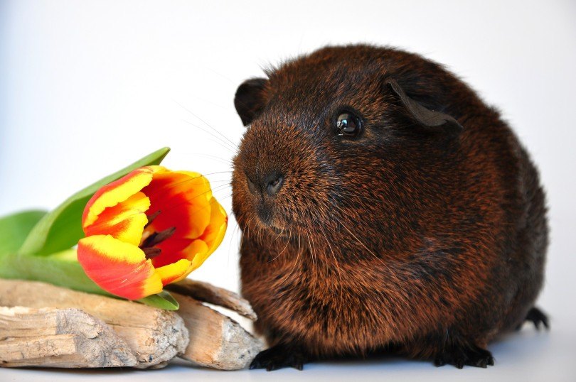 Agouti guinea pig