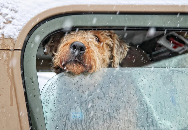 Airedale terrier in a car in winter