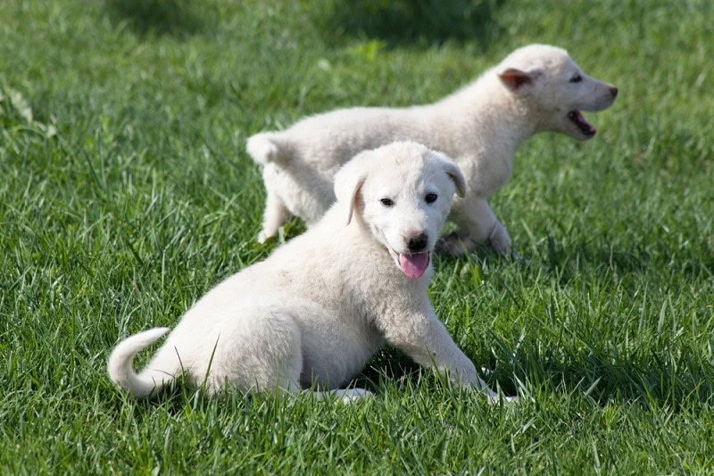 Akbash puppies_shutterstock_ehasdemir