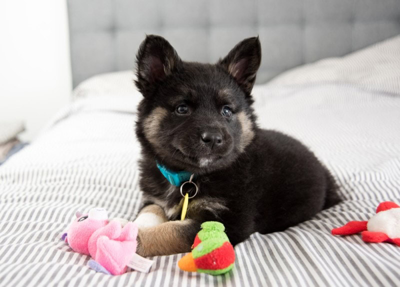 Akita Shepherd mixed breed dog