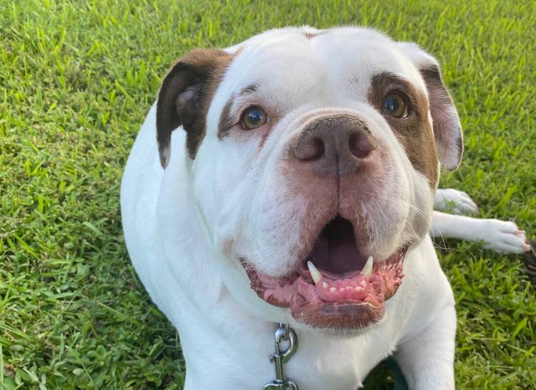 Alapaha Blue Blood Bulldog