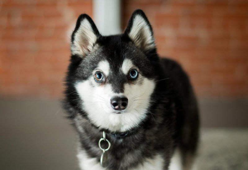 Alaskan Klee Kai with blue eyes