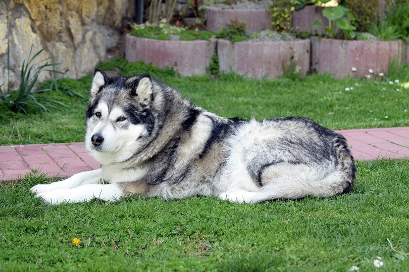 Alaskan Malamute lying on grass