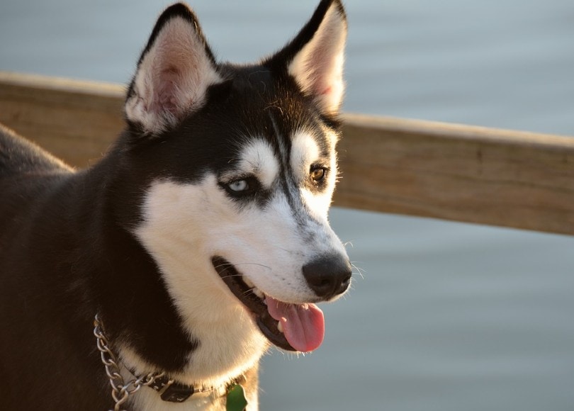 Alaskan husky dog by the beach