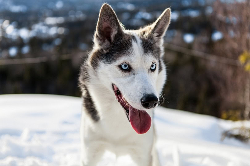 Alaskan husky dog