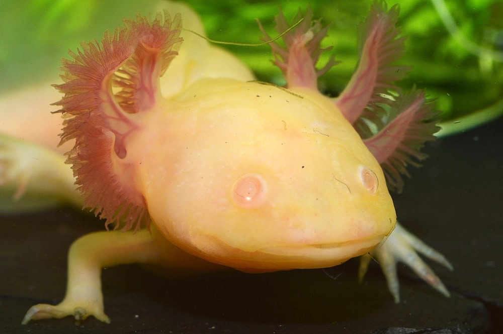 Albino Axolotl 3