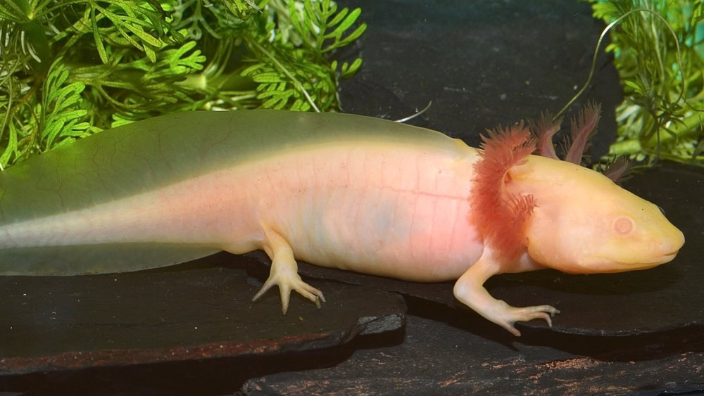 Albino Axolotl