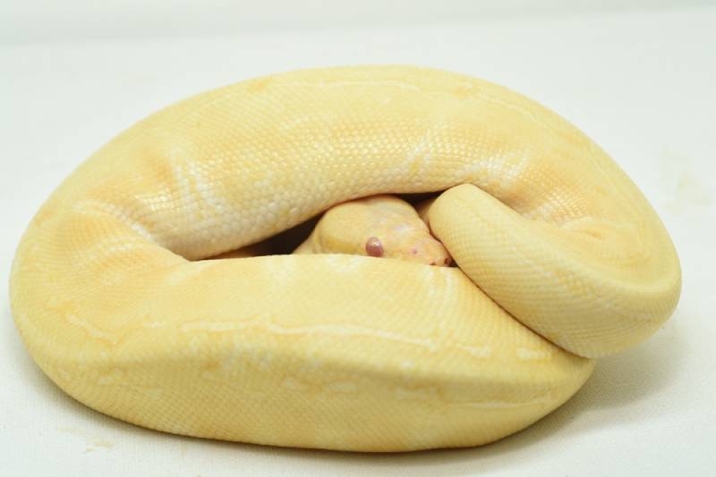 Albino Banana Spinner Ball Python