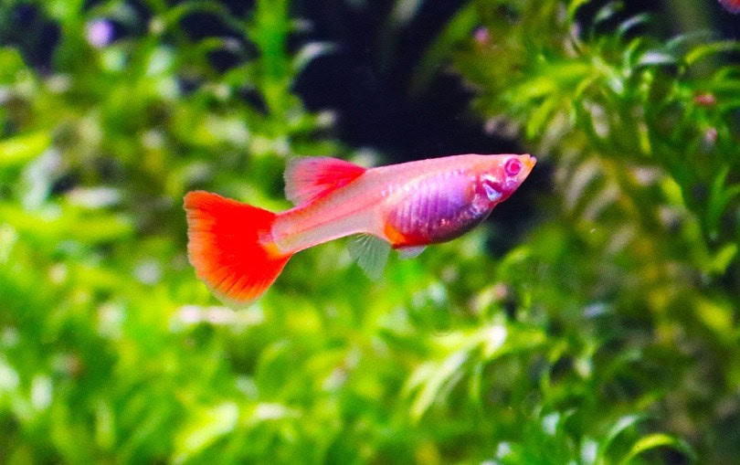 Albino Full Red Guppy_Erdem Aytas_shutterstock