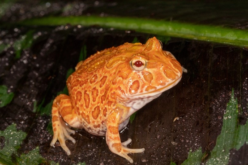 Albino Pacman Frog