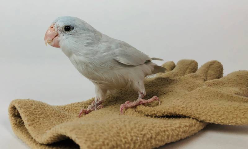 Albino Parrotlet on a Glove