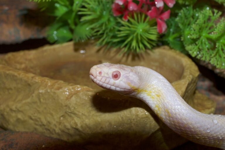 Albino Corn Snake: Facts, Info & Care Guide (with Pictures) | The Vet Desk