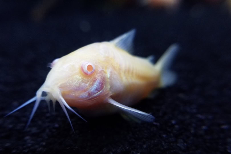 Albino cory catfish in dark waters