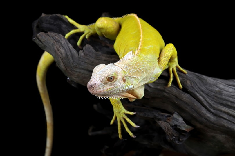 Albino iguana on a tree stump