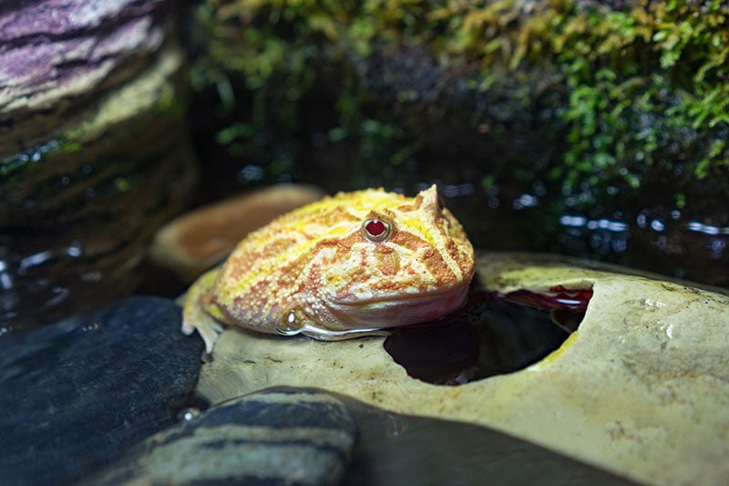 Albino pacman frog resting on water