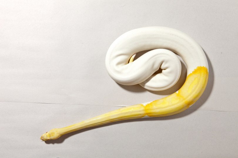 Albino piebald ball python_Oom Chaowanapreecha_shutterstock