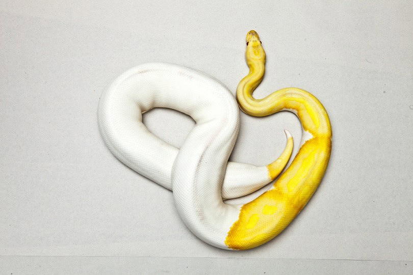 Albino piebald ball python_Oom Chaowanapreecha_shuttesrtock