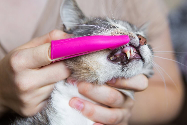 cat toothbrush