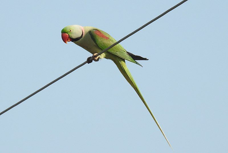 Alexandrine Parakeets