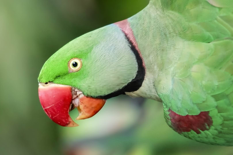 Alexandrine parrot macro shot