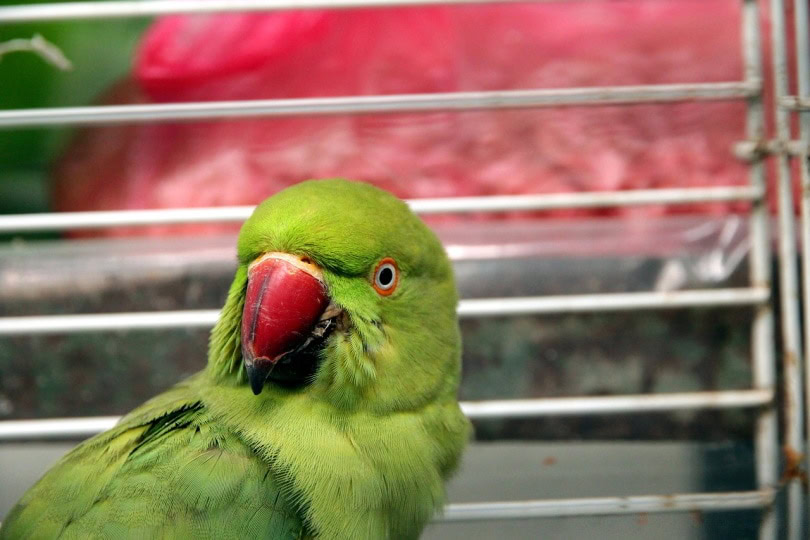 Alexandrine parrot